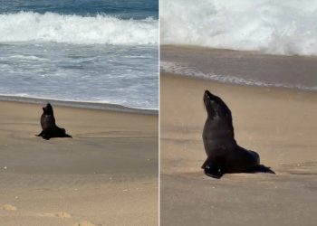 VÍDEO: Lobo-marinho faz parada para descansar em praia de Maricá