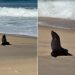VÍDEO: Lobo-marinho faz parada para descansar em praia de Maricá
